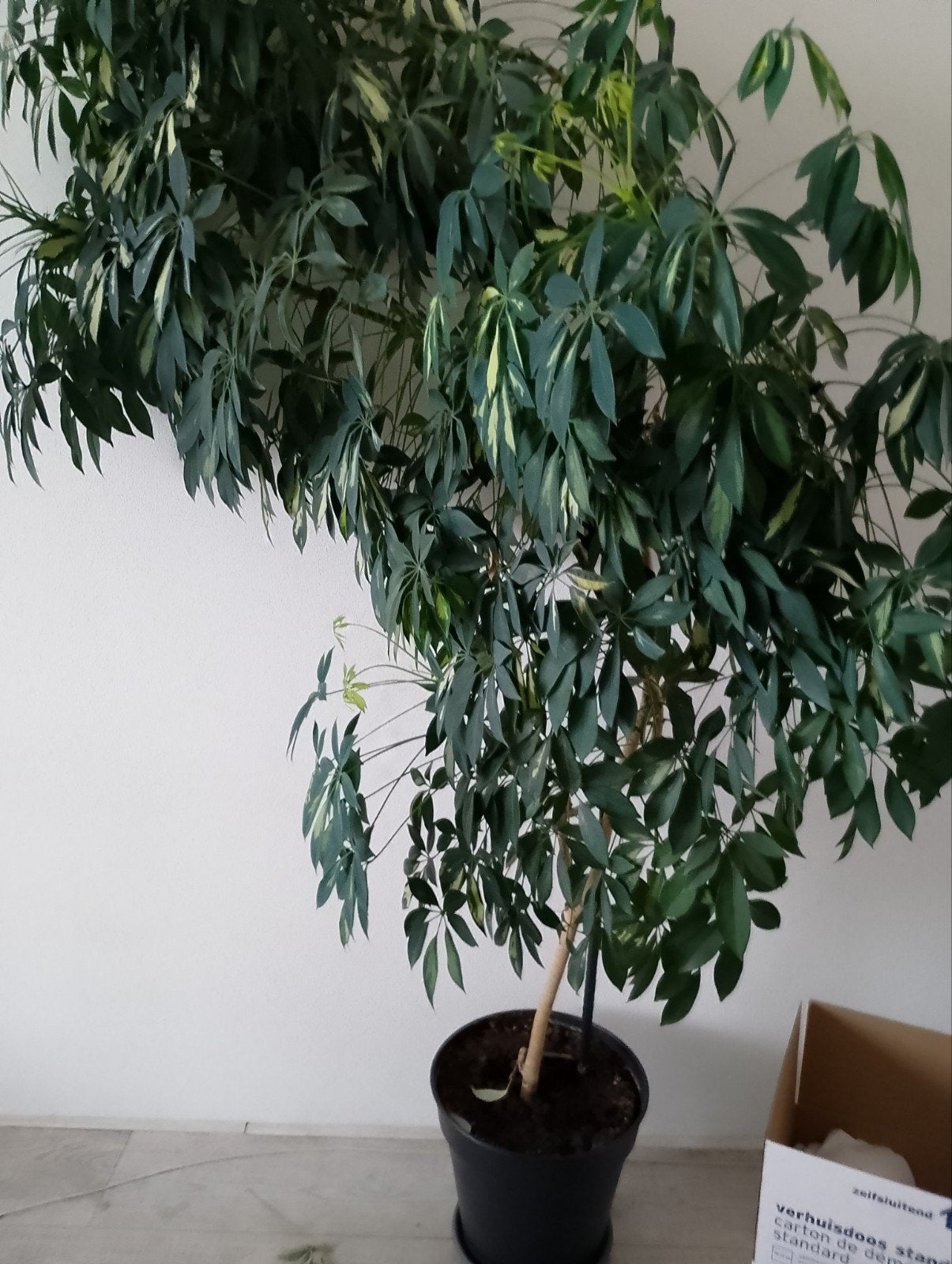 Grote Schefflera kamerplant in pot, Ophalen
