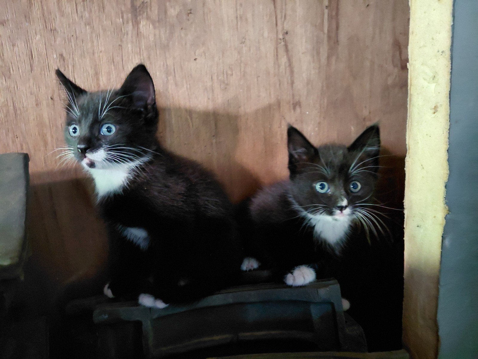 Boerderij kittens 29 mei geboren, Poes