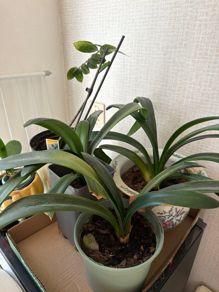 Planten 4 mooie kamerplanten goedkoop leuk €20, Ophalen of Verzenden, Overige soorten, Halfschaduw, Minder dan 100 cm