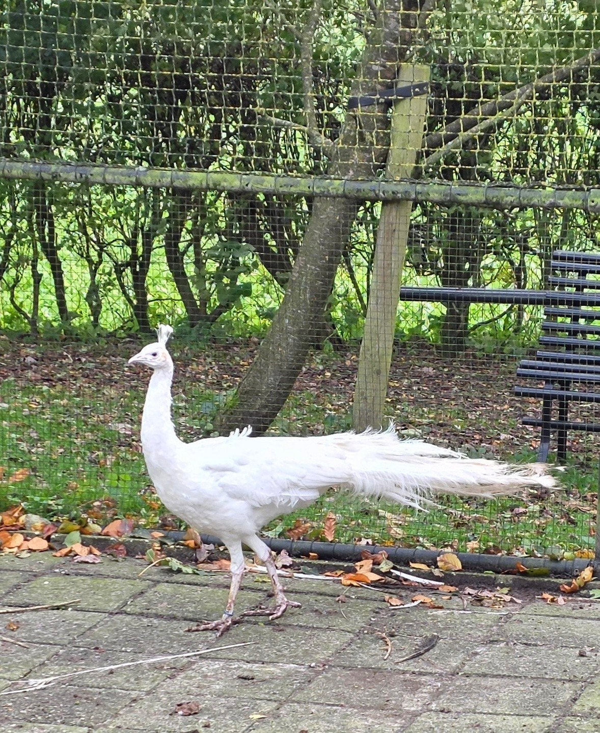 Witte Spalding pauwhaan te koop, Dieren en Toebehoren, Mannelijk, Overige soorten