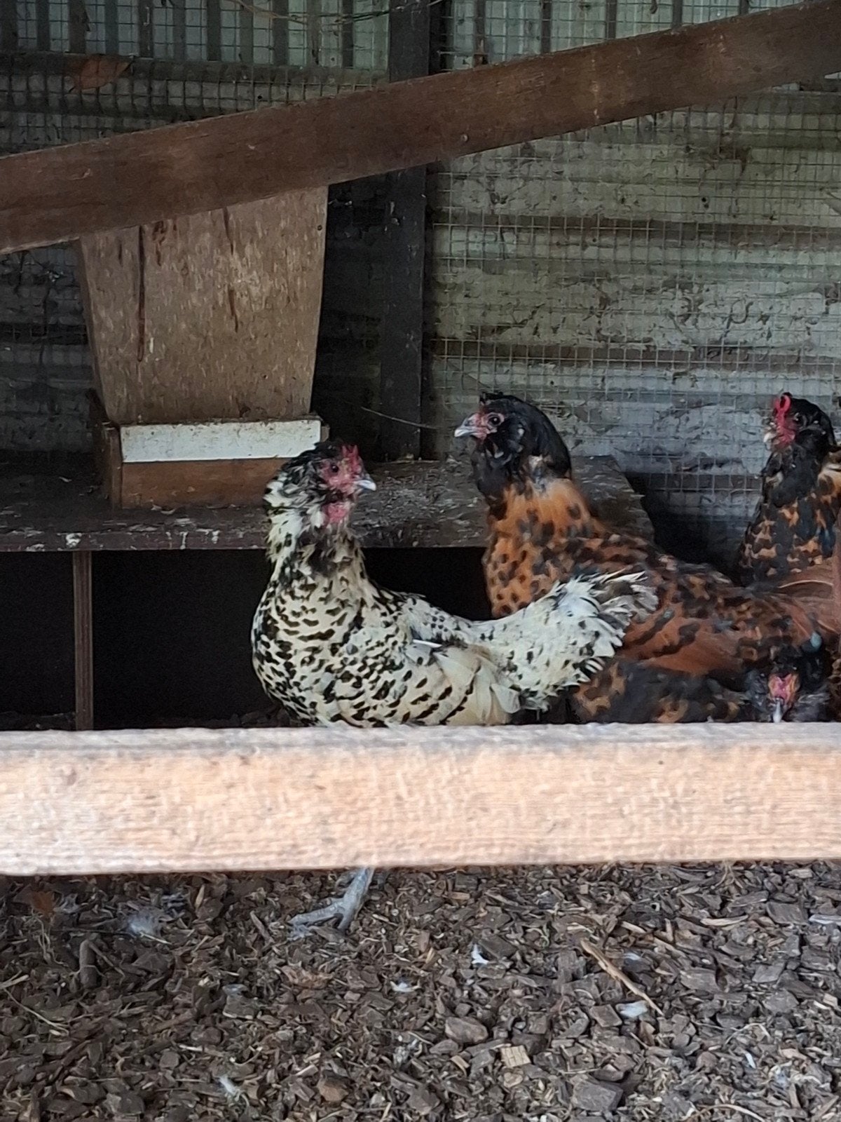 uilebaard kippen, Meerdere dieren, Kip