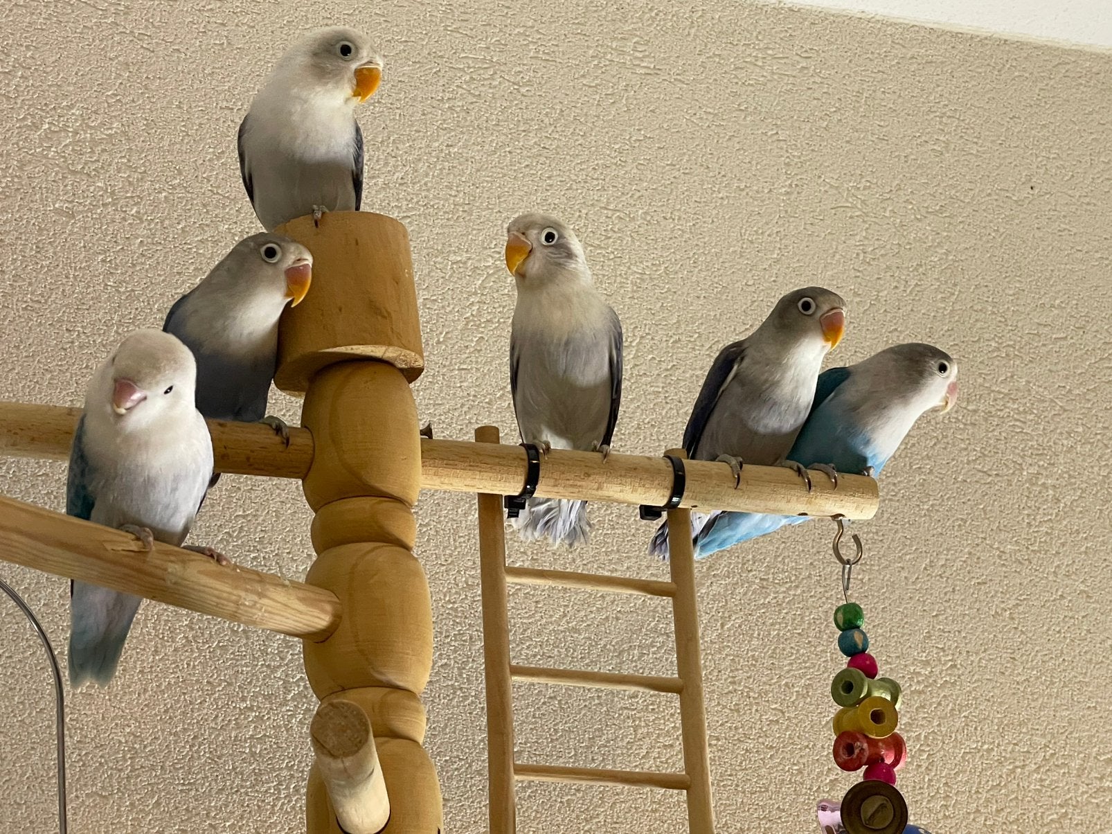 Gezonde en Lieve Agapornis Dwergpapegaai Lovebird Handtam, Meerdere dieren, Dwergpapegaai of Agapornis, Tam