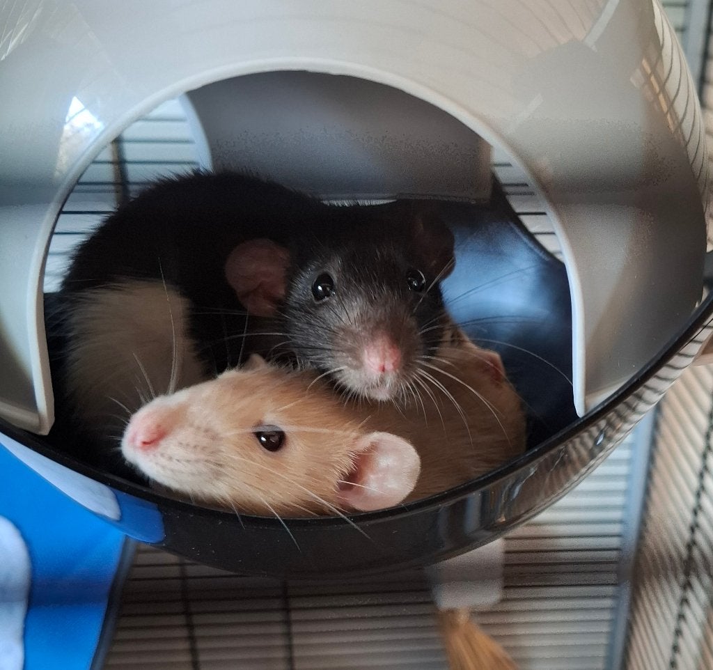 2 ratten met kooi en vele toebehoren., Dieren en Toebehoren, Februari, Vrouwelijk, Rat