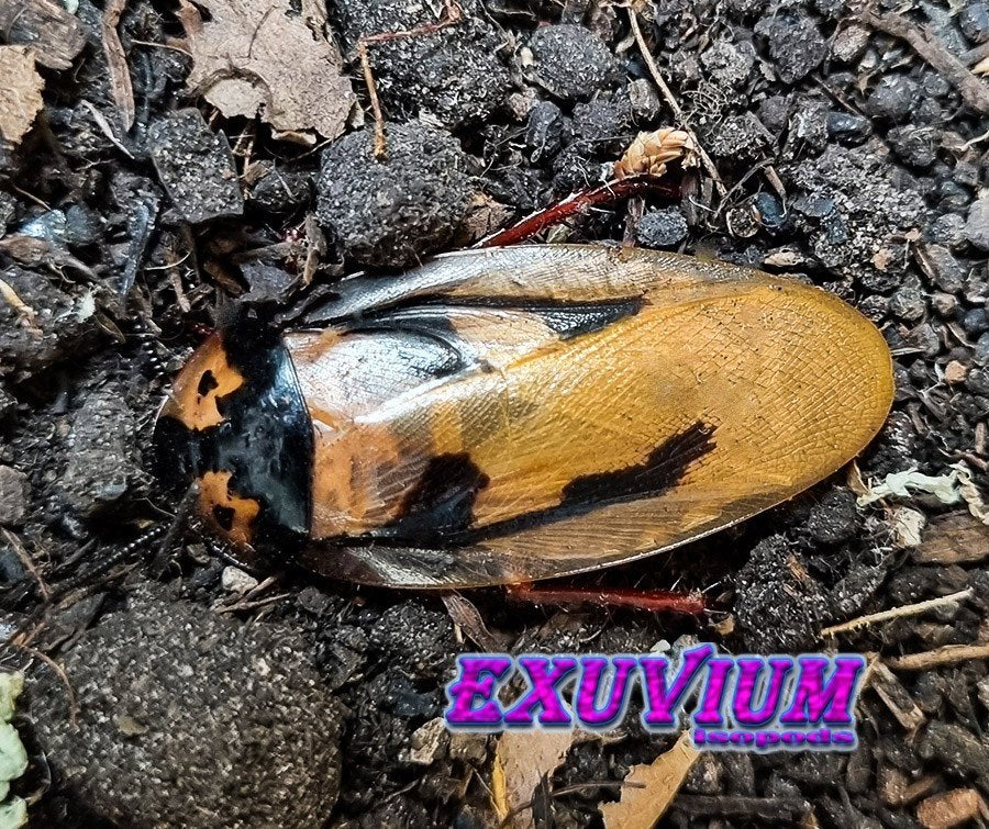 Eublaberus marajoara (Ink Splotch Roach) kakkerlakken, Dieren en Toebehoren, Overige soorten