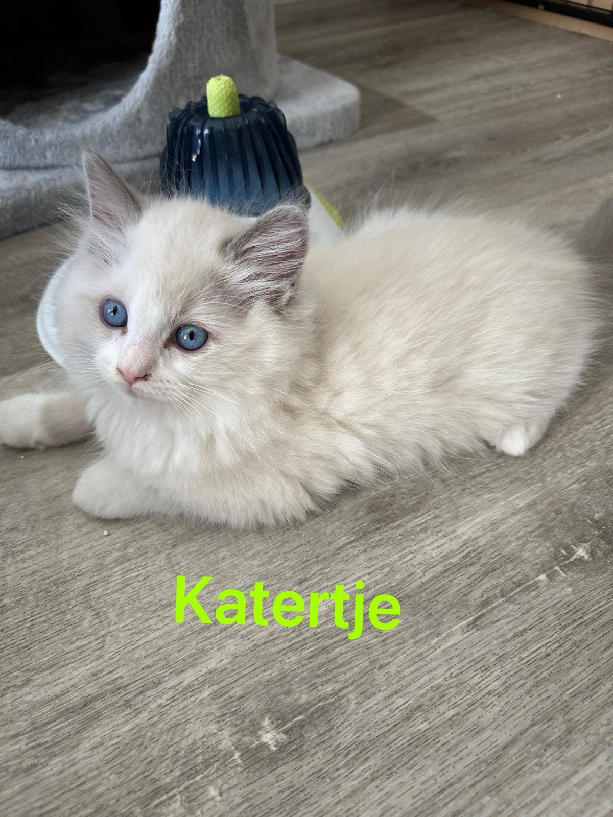 Nog 2 Ragdoll katerjes te koop (zonder stamboom), Meerdere dieren, Gechipt