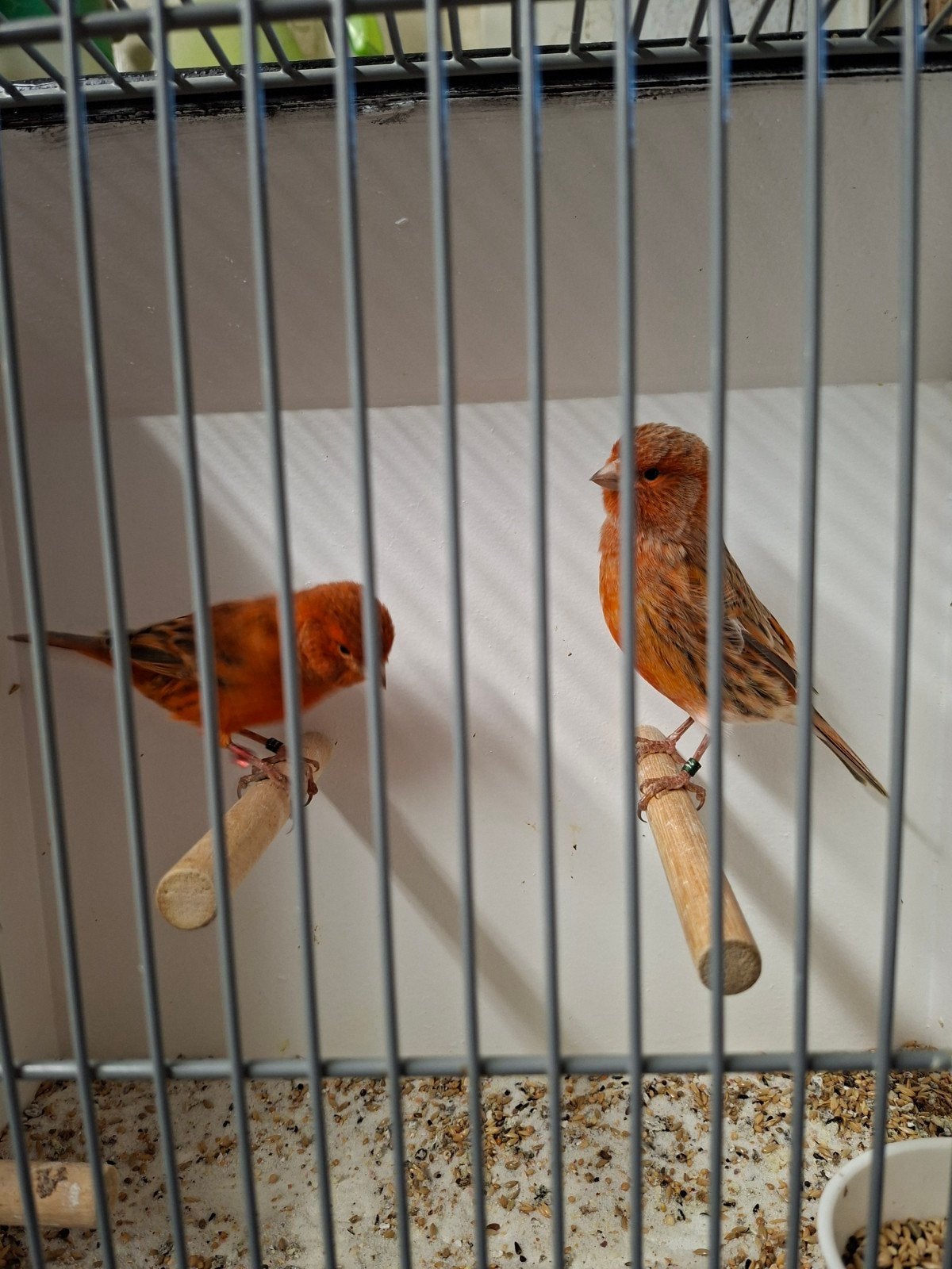 rood agaat, Dieren en Toebehoren, Mannelijk, Kleurkanarie