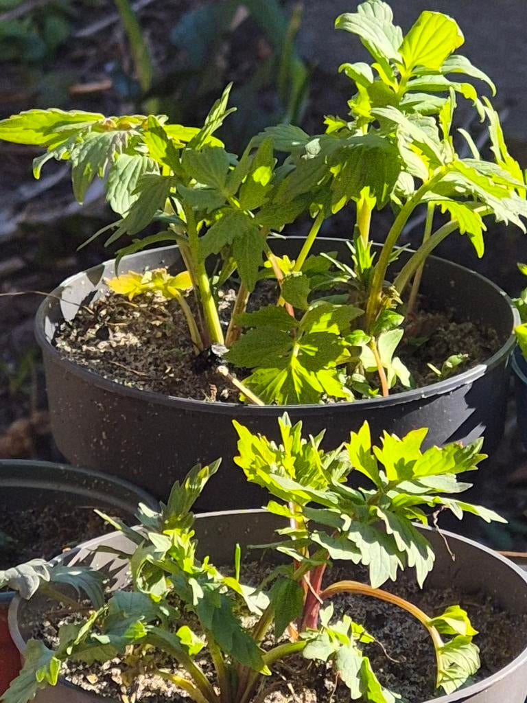 Valeriaan plantjes - Jonge Valeriana officinalis, Ophalen, Volle zon, Vaste plant, Kruiden
