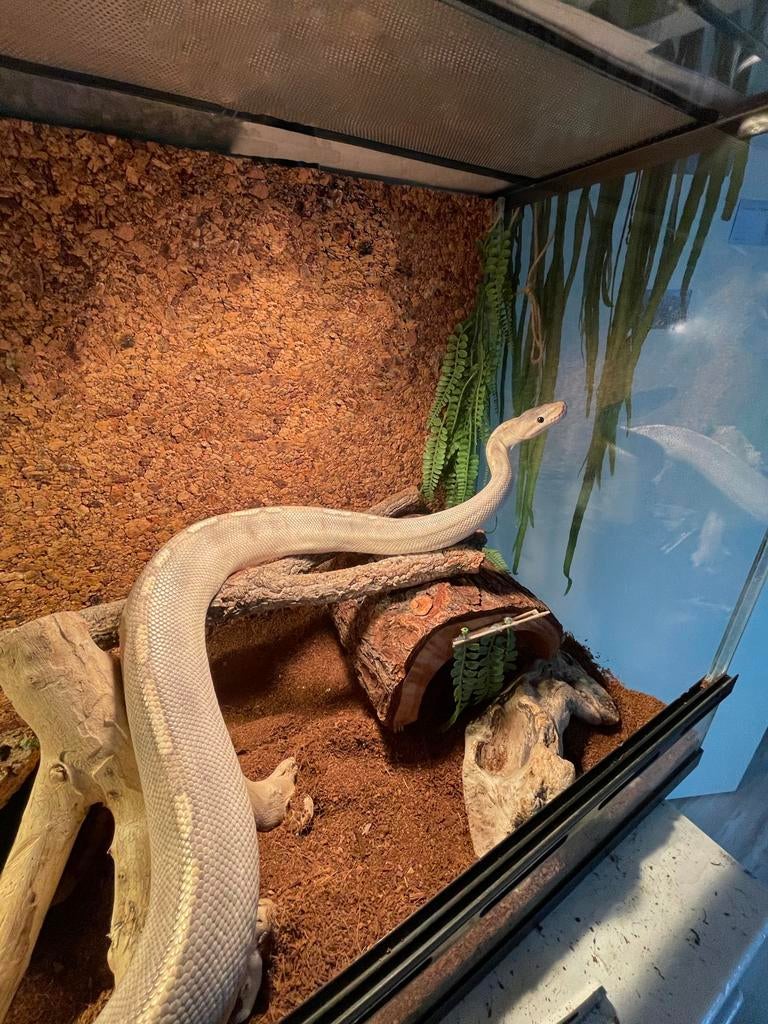 Ball python mimosa man, Dieren en Toebehoren, Reptielen en Amfibieën, Slang, 7 tot 10 jaar, Met terrarium, Tam