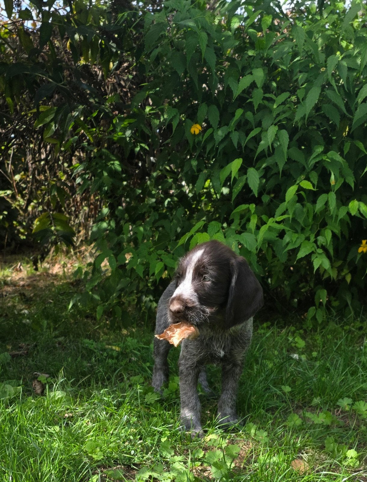 Duitse staande draadhaar pups stamboom FCI, Reu, 8 tot 15 weken, Meerdere, Duitse Staande hond