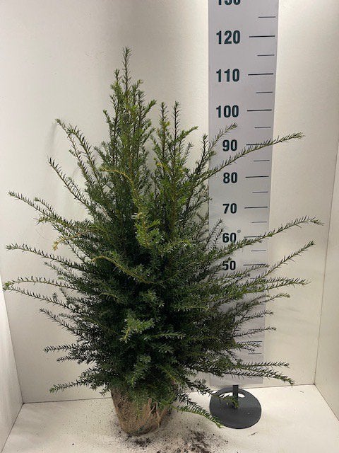 Taxus baccata met kluit, Bloeit niet, Halfschaduw, 100 tot 250 cm, Overige soorten