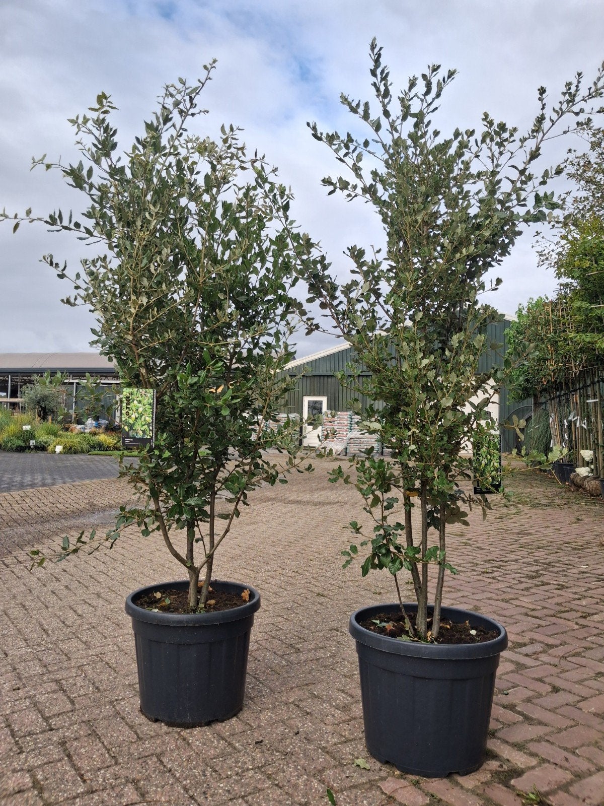 Meerstammige Steeneik (Quercus ilex) - Wintergroen, In pot, Bloeit niet, Halfschaduw, 100 tot 250 cm