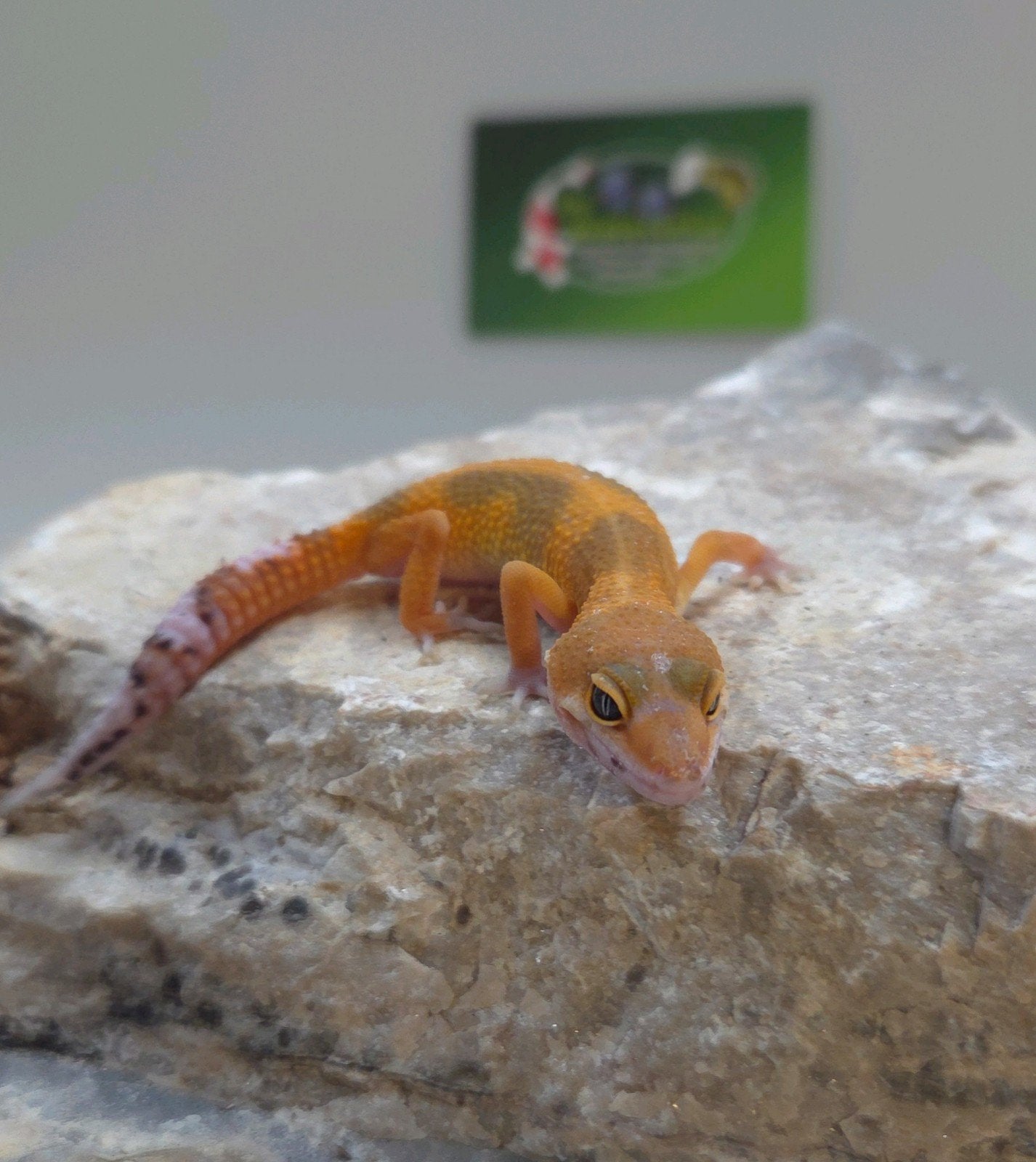 Luipaardgekko Leopard Gecko photo 2