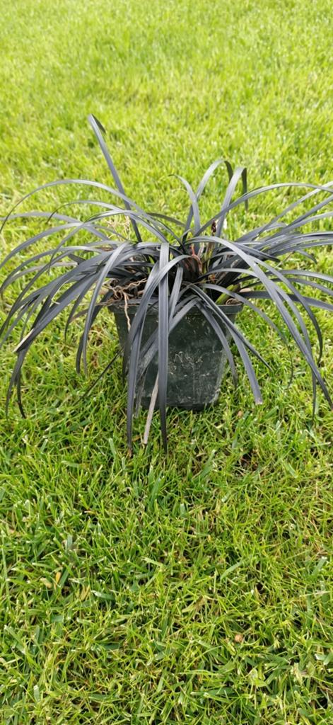 Zwarte Slangenbaard (Ophiopogon planiscapus 'Niger'), Tuin en Terras, Planten | Bomen, Overige soorten, Minder dan 100 cm, Halfschaduw