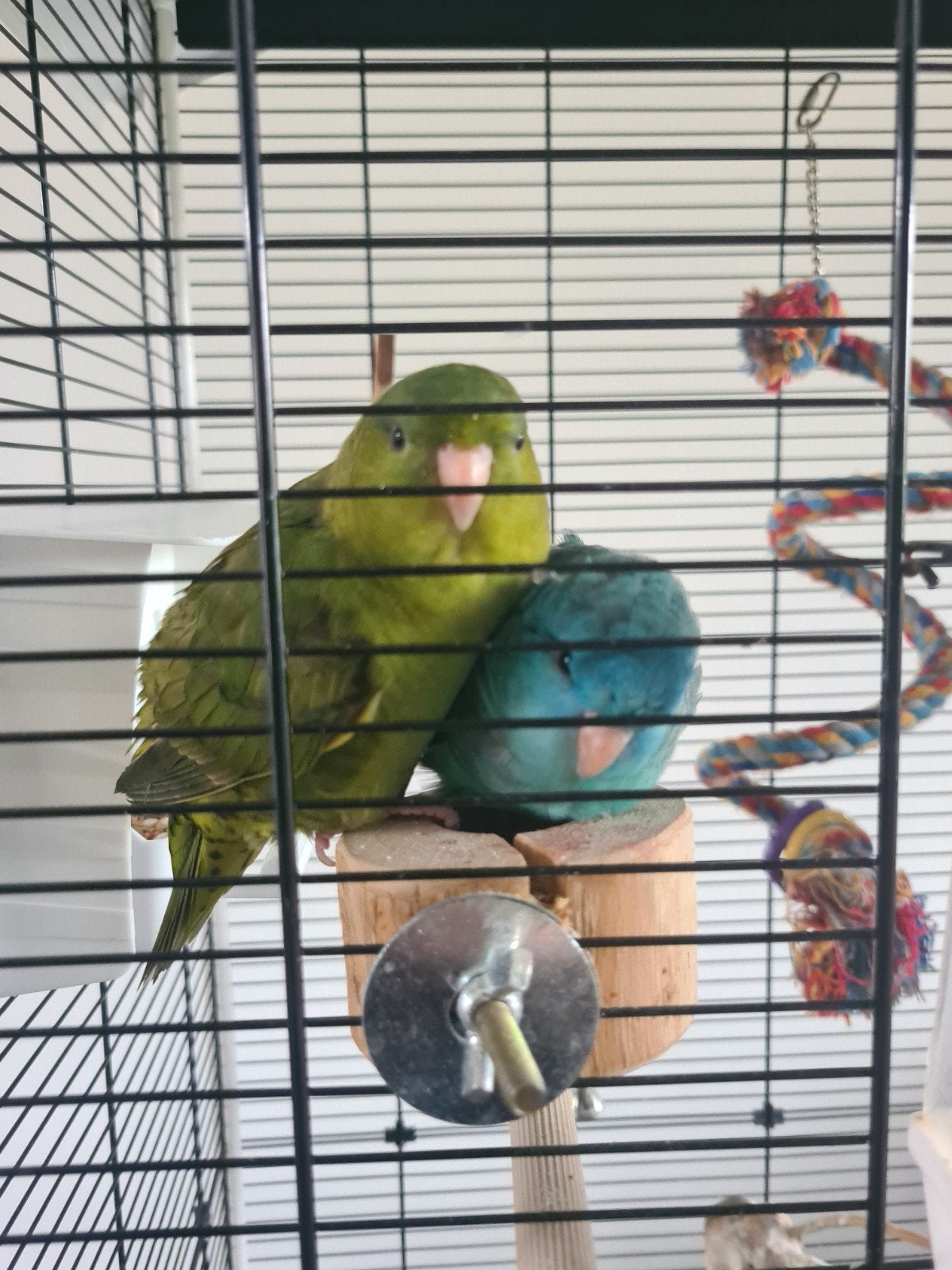 Catharina parkieten blue & kiwi, Dieren en Toebehoren, Ophalen, Metaal, Volière