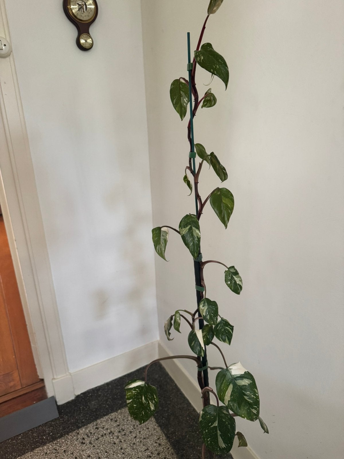 Philodendron Red Anderson variegata, Huis en Inrichting, Ophalen, Halfschaduw, Minder dan 100 cm