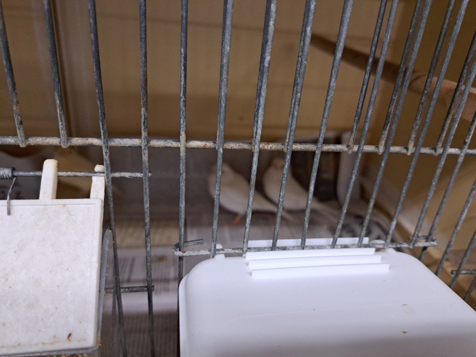2 witte mannen, Mannelijk, Kleurkanarie