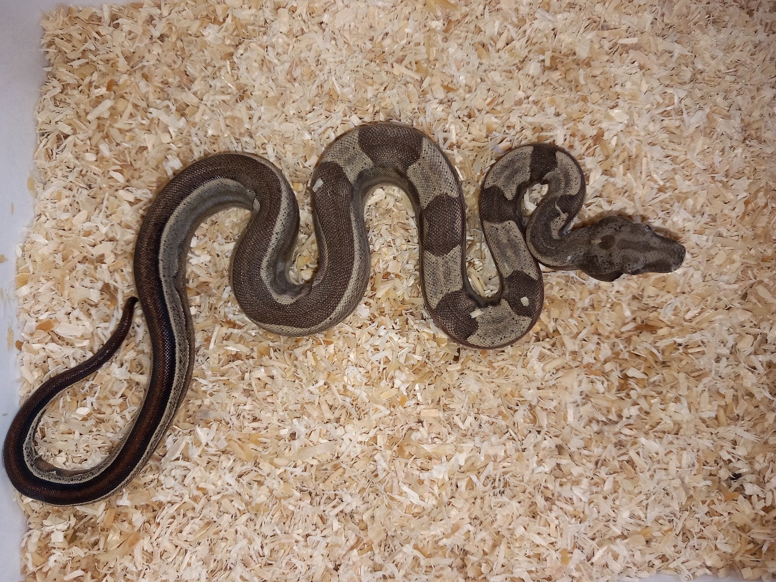 Boa constrictor imperator jungle motley het albino Boa Constrictor - male for sale from Serpentum viridis