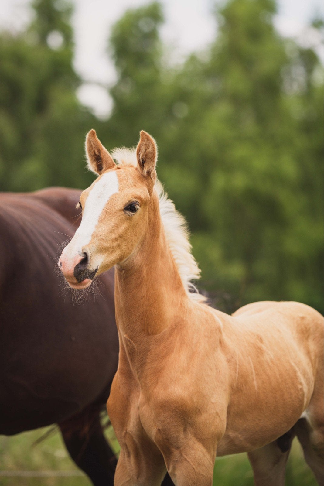 Prachtige donkere palomino hengst (ruin) met gouden karakter, Met stamboom, Dressuurpaard, 0 tot 2 jaar, Hengst
