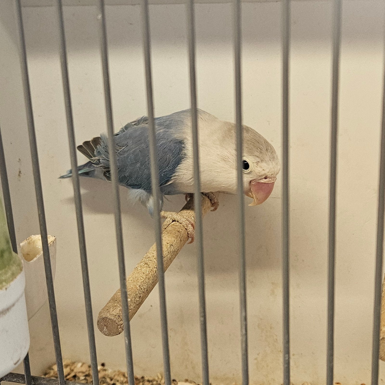 Koppel fischeris, Meerdere dieren, Dwergpapegaai of Agapornis