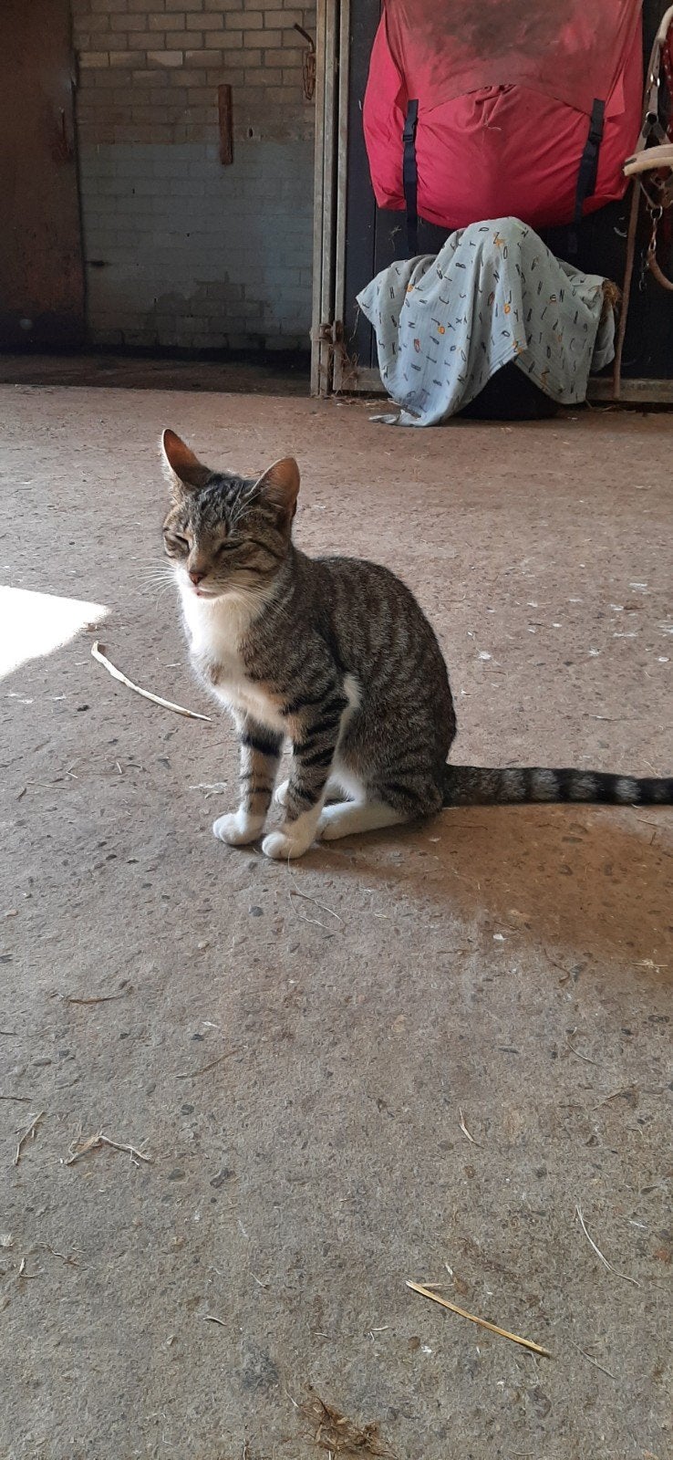 goed tehuis gezocht voor klein poesje, Dieren en Toebehoren, Katten en Kittens | Overige Katten, Poes