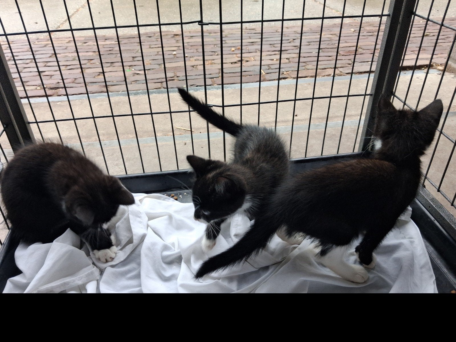 GRATIS!    Jonge kittens kunnen het nest verlaten!, Meerdere dieren