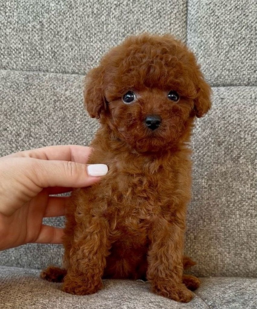 Toy poedel pup reu, Dieren en Toebehoren, Poedel, Reu, 8 tot 15 weken, Parvo