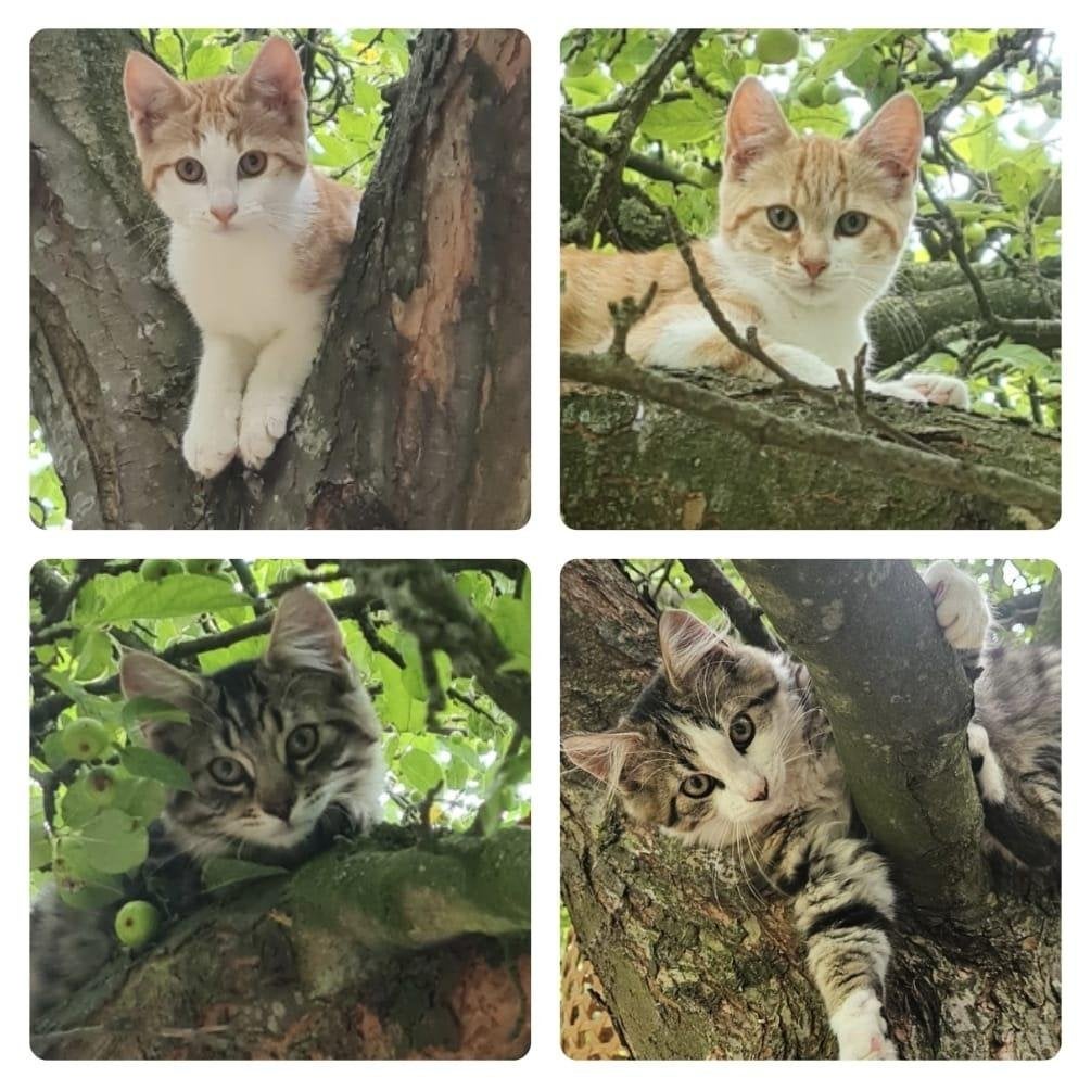 ️Liefdevol thuis gezocht | Per 2 | Ruime tuin vereist️, Meerdere dieren, Kortharig, 0 tot 2 jaar