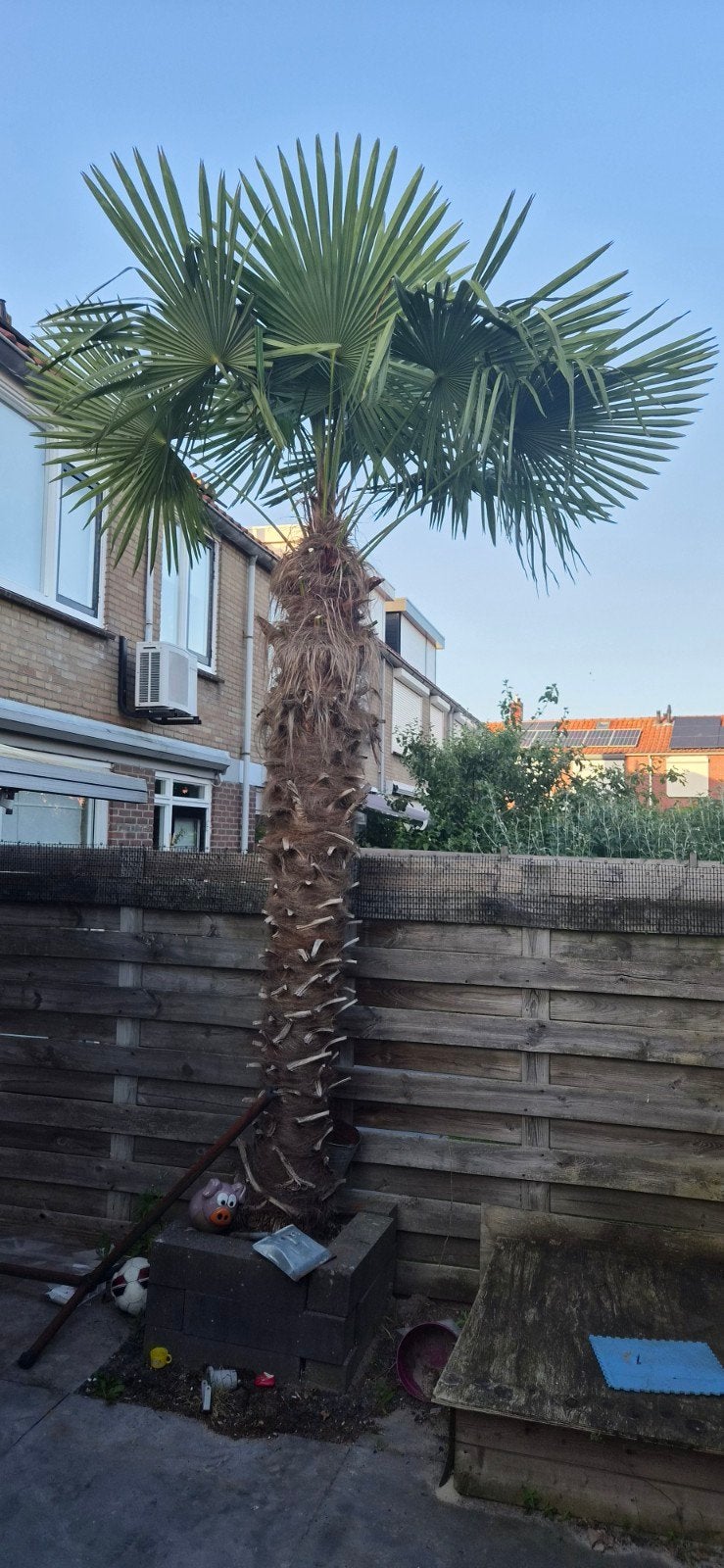 Grote palmboom van circa 3 meter stahoogte te koop, Overige soorten, Volle zon, Vaste plant, Ophalen of Verzenden