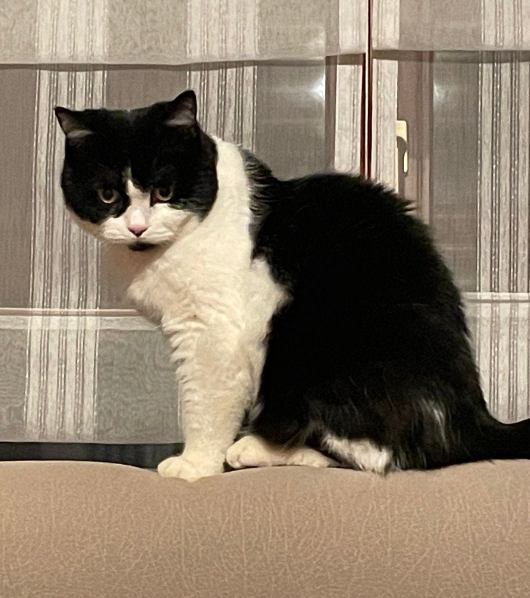 Opvang gezocht voor Bambi (kat) tijdens onze zomervakantie