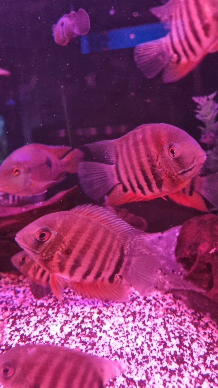 zuid amerikaanse cichliden, Dieren en Toebehoren, Vissen | Aquariumvissen, Vis, Zoetwatervis, Schoolvis