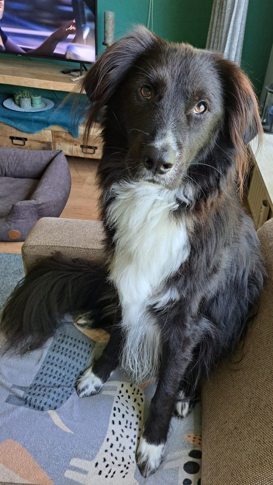 Milo zoekt een nieuw thuis, Dieren en Toebehoren, Reu, Parvo, Eén hond, 3 tot 5 jaar