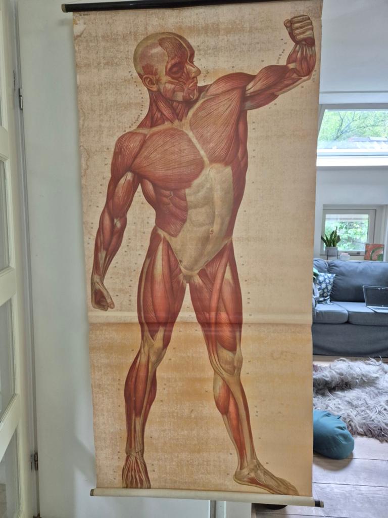 Prijs verlaagd Anatomische Spierkaart -, Ophalen of Verzenden