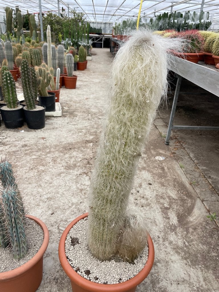 Cactus Cephalocereus Senilis (Grijsaard) hoogte 100 cm, 100 tot 150 cm, Ophalen of Verzenden, Bloeiende kamerplant, Volle zon