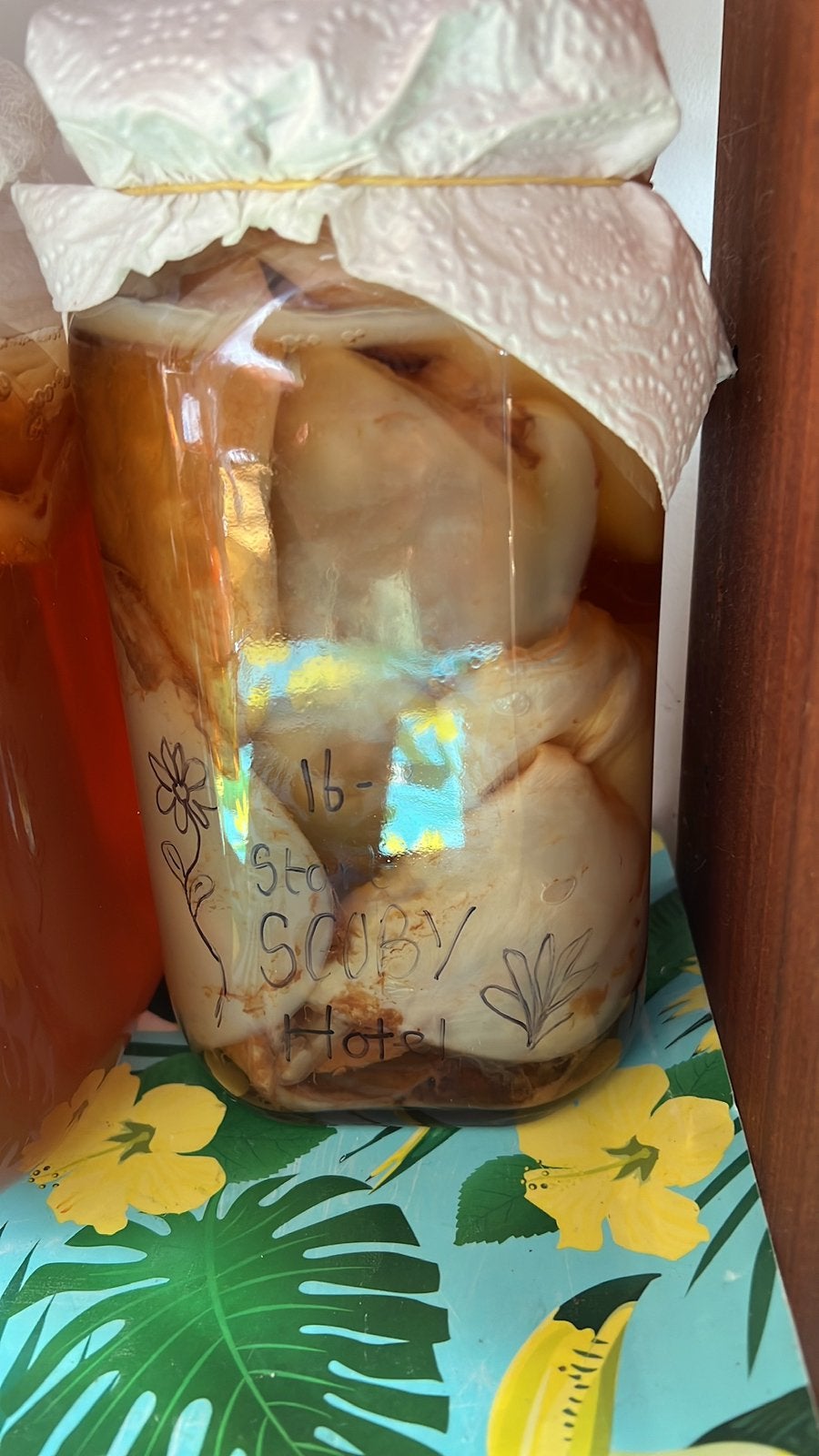 Scoby (incl startervloeistof) - kombucha, Ophalen