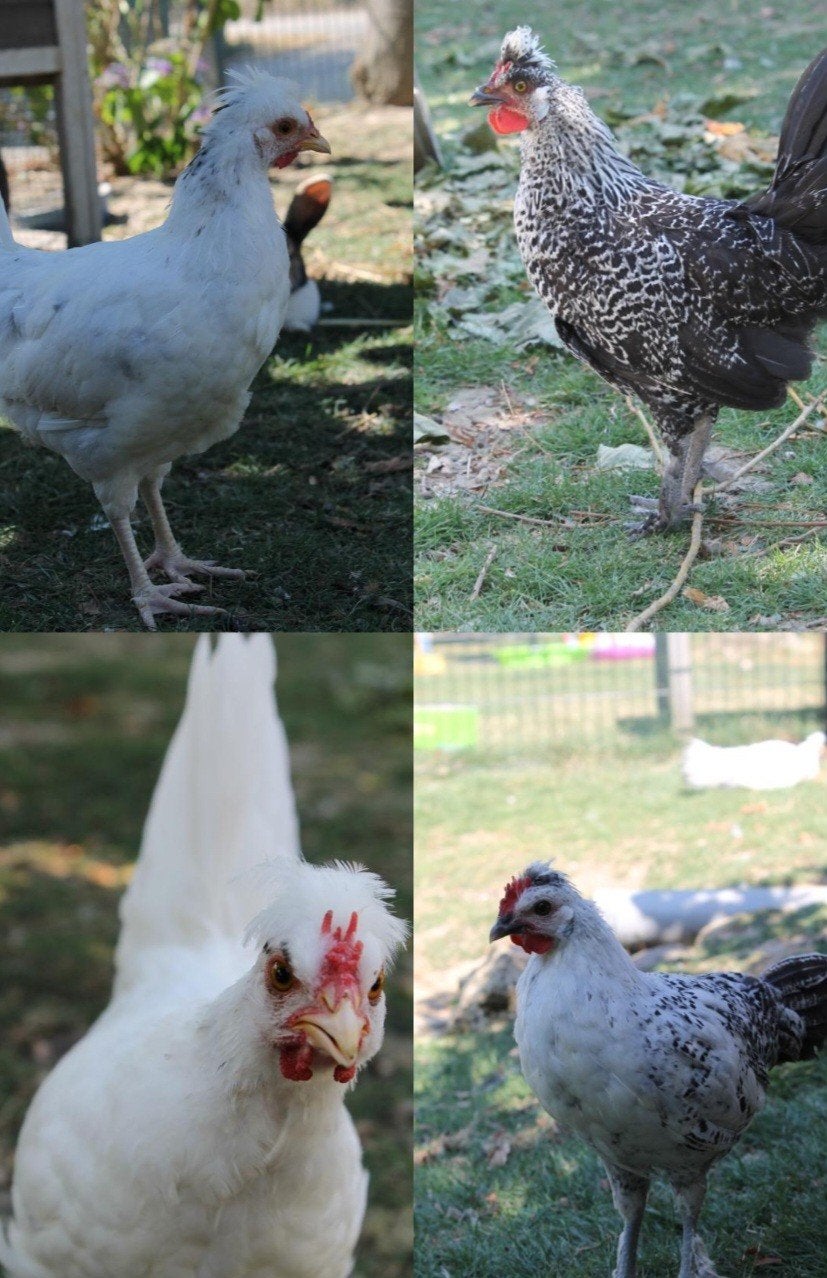 Appenzeller spitskuif kriel haantjes, Meerdere dieren, Kip