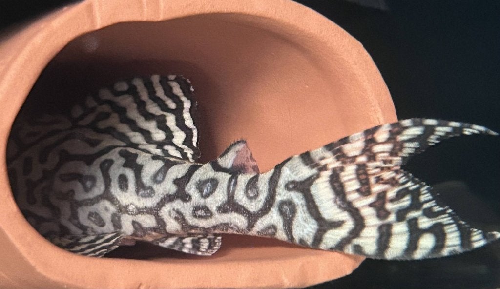 Hypancistrus seideli L236 - Adults, Vis, Zoetwatervis
