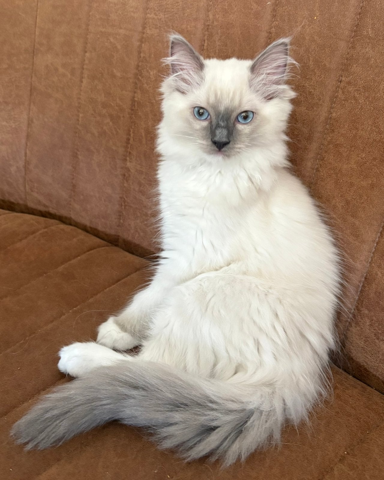 Ragdoll Blue Point Mitted Katertje - Mag het nest verlaten!, Kater, Gechipt, 0 tot 2 jaar