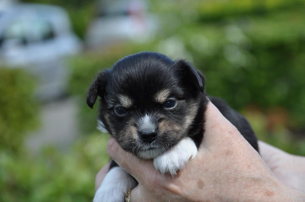 Chihuahua pup black and tan reutje, Parvo, Reu, 8 tot 15 weken, Eén hond