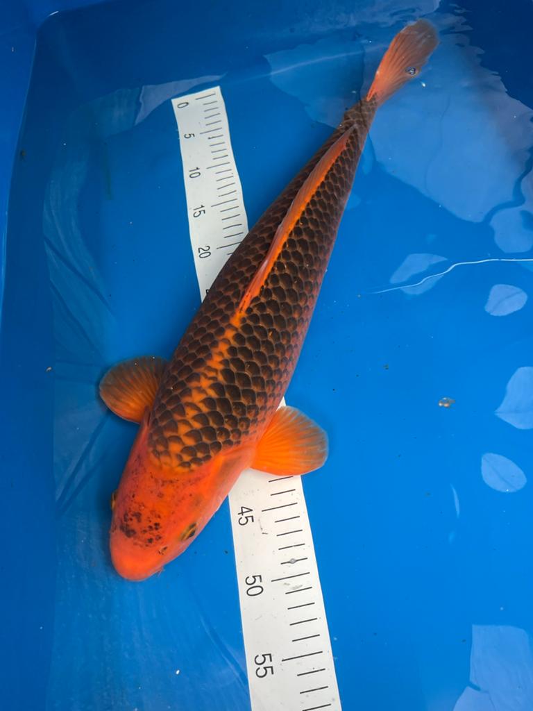 Koi te koop, Karper of Koi
