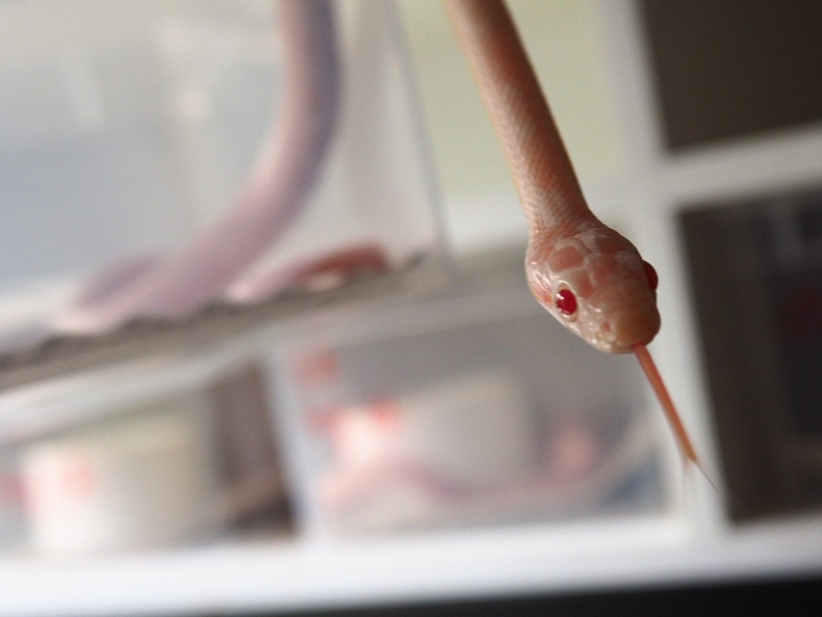 0.1 pantherophis guttatus opal tessera Corn Snake photo 2
