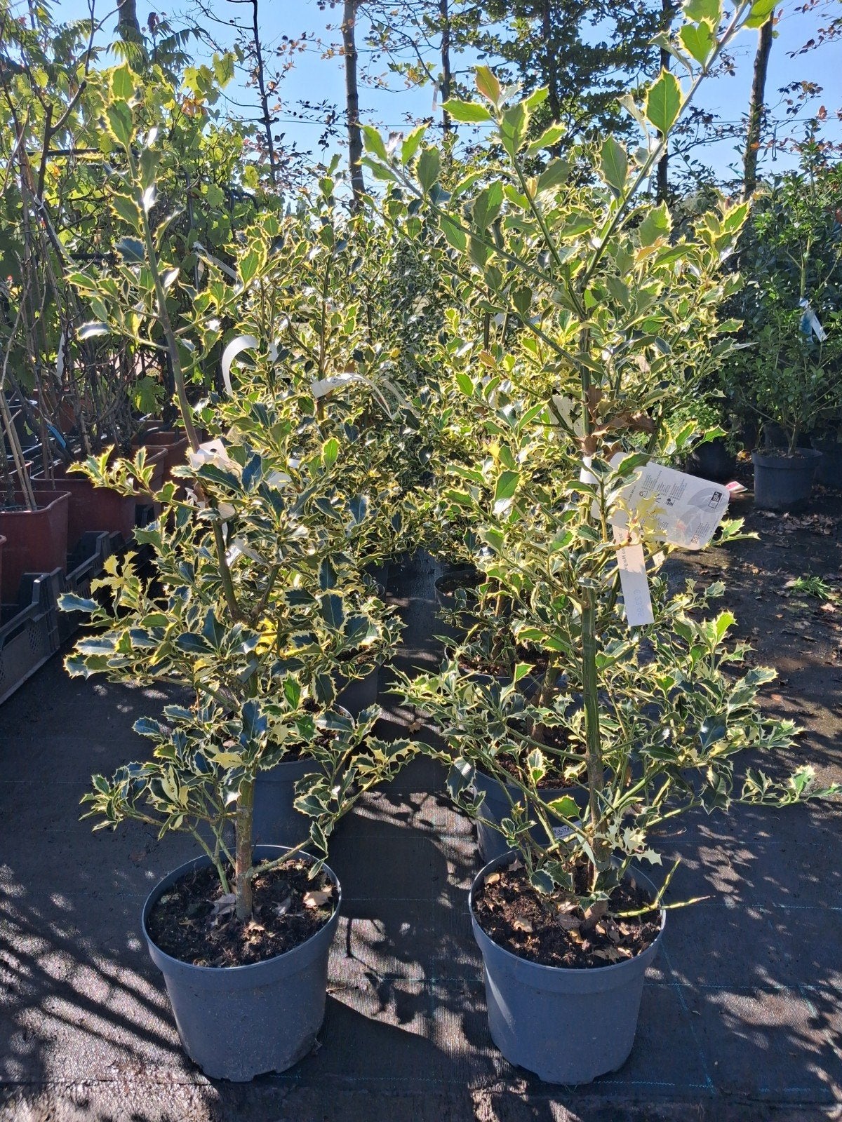 Ilex aquifolium 'Argentea Marginata' - Bonte Hulst 100cm, Ophalen of Verzenden, Hulst, Struik, Minder dan 100 cm