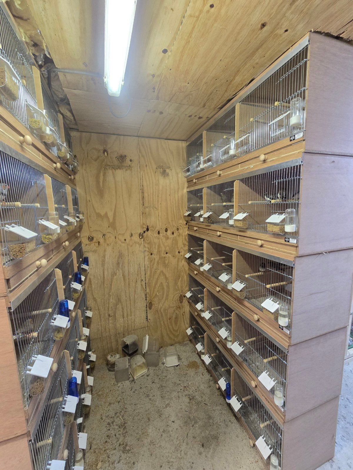 Broedkooien, Dieren en Toebehoren, Ophalen