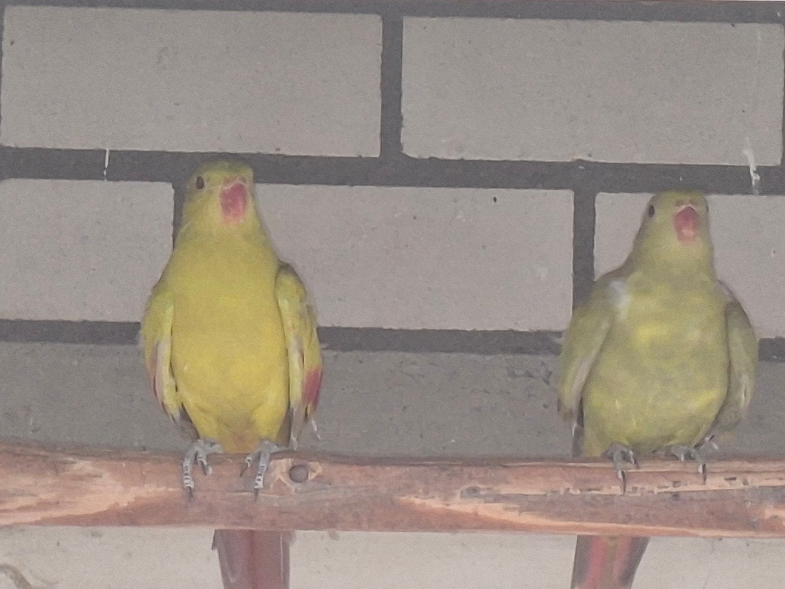 Te koop, Dieren en Toebehoren, Meerdere dieren, Parkiet, Geringd