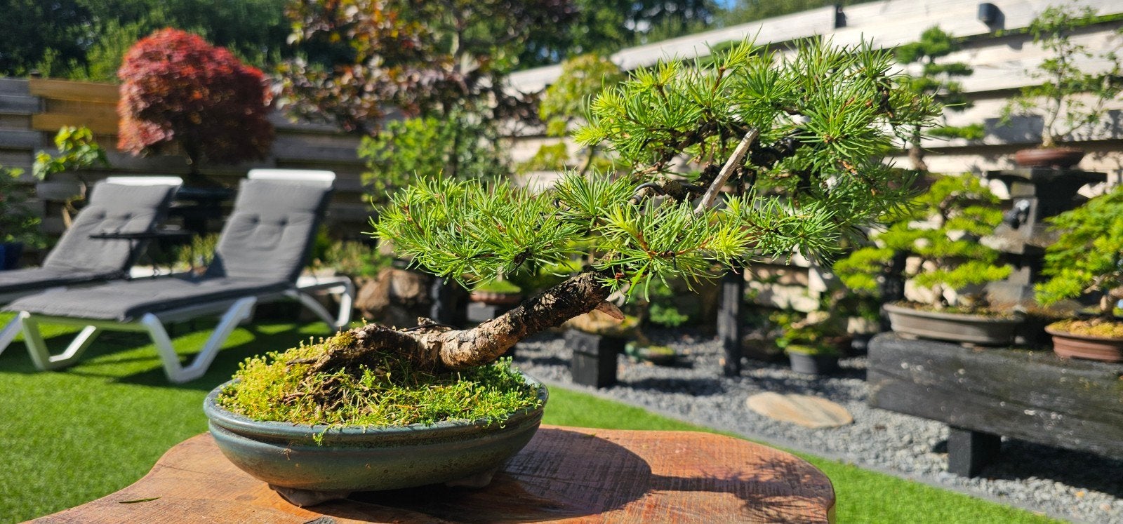 Larix Decidua Bonsai - Europese Lariks, Volle zon, Vaste plant, Bloeit niet, Ophalen