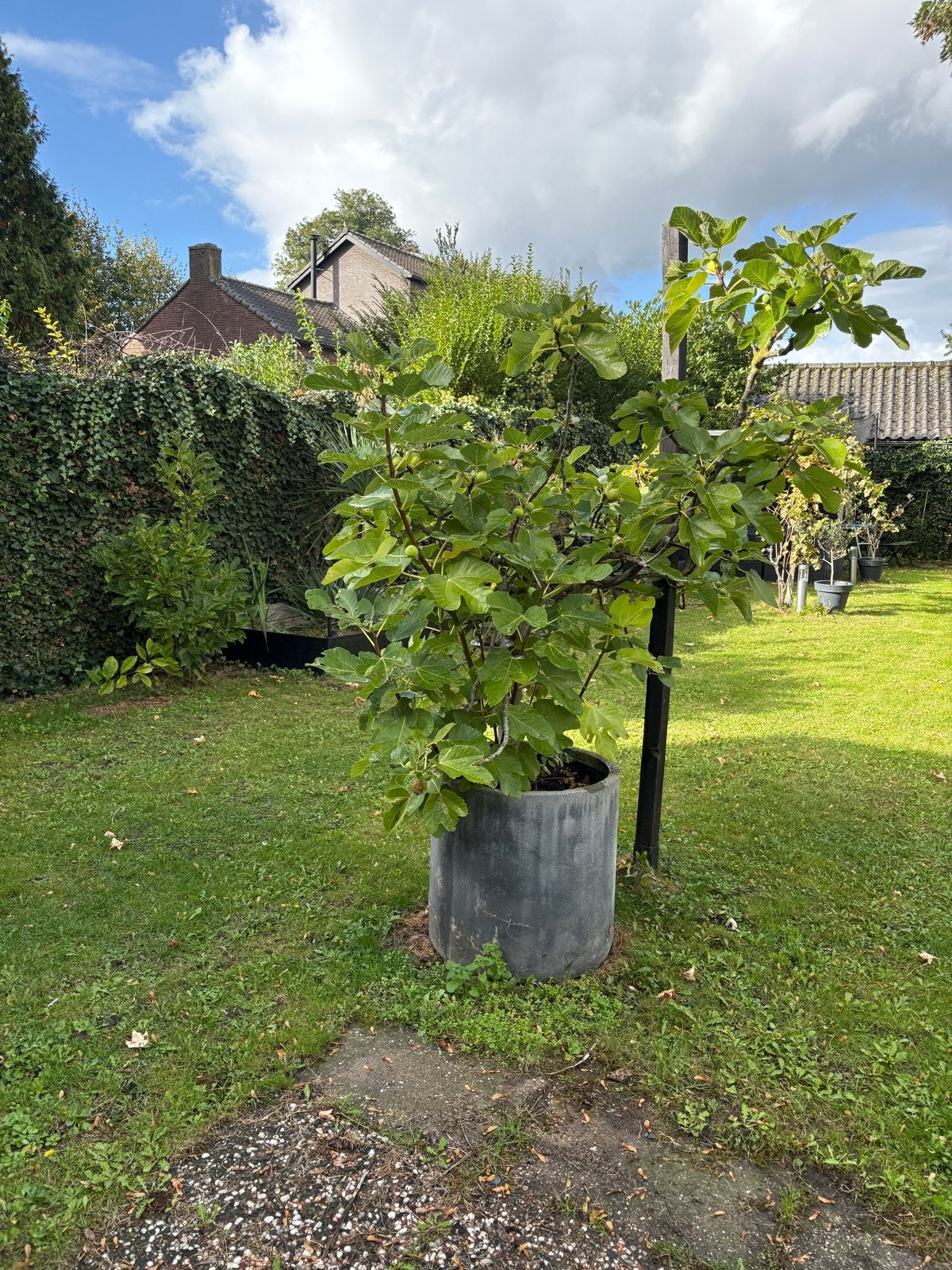 Grote vijgenboom in pot - Prachtige aanwinst voor uw tuin!, Overige soorten, 100 tot 250 cm, Zomer, Ophalen
