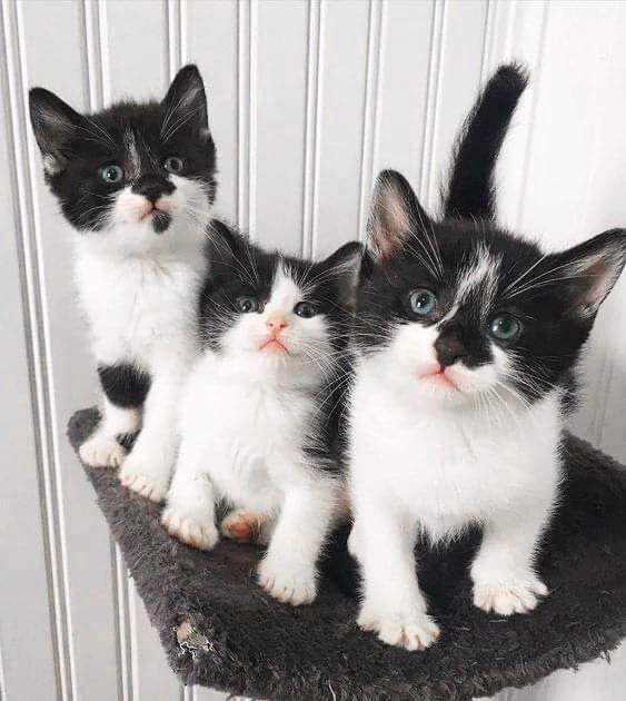 Kittens, Meerdere dieren