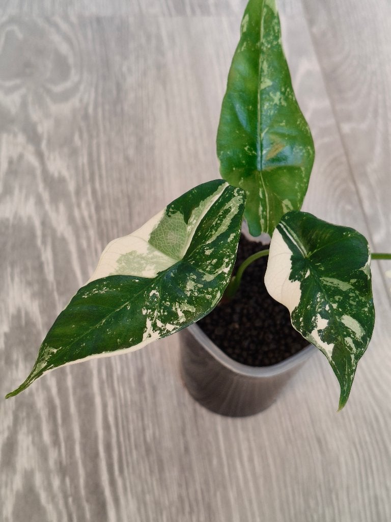 Alocasia Simpo Albo, Ophalen of Verzenden, Halfschaduw, Minder dan 100 cm