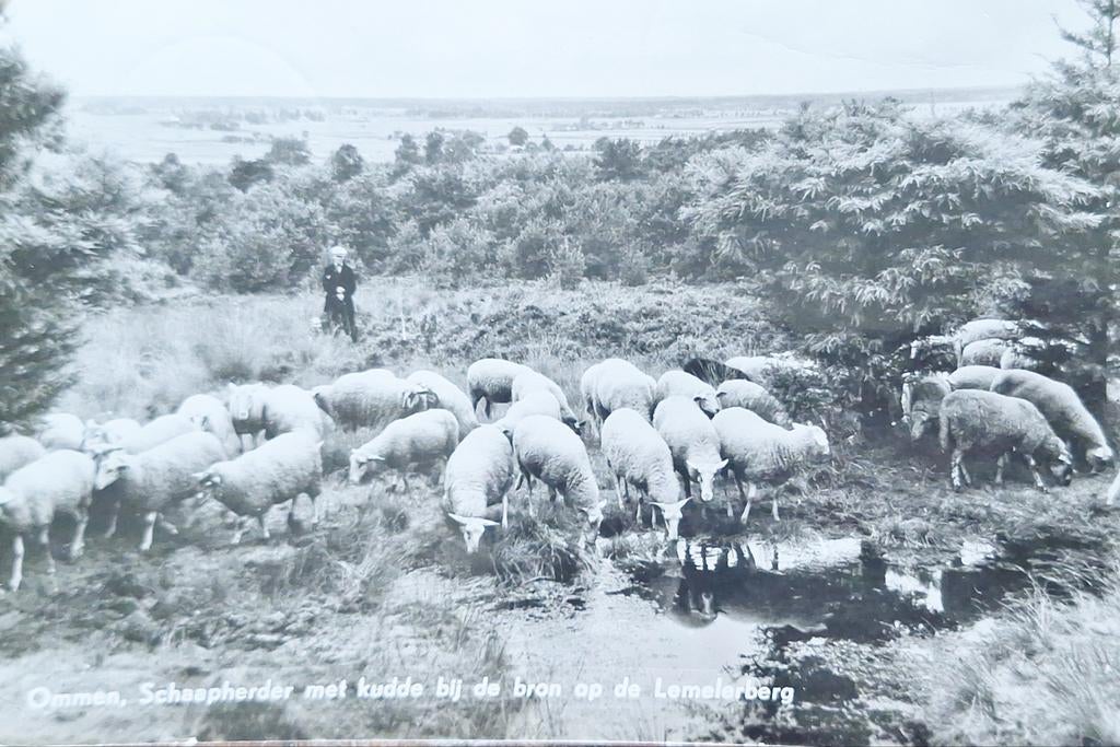 Fotokaart Ommen - Schaapsherder met kudde - 1965, Ophalen of Verzenden, 1960 tot 1980, Gelopen, Overijssel