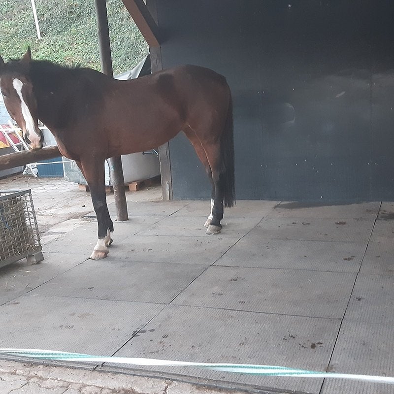 Stalmat  paard pony stal rubberen stalmatten AANBIEDING, Dieren en Toebehoren, Stalling, 1 paard of pony