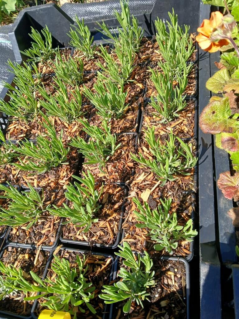 Lavendel blauwbloeiend, Ophalen, Overige soorten, Volle zon